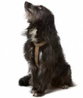 Dogs wanted for new study into treatment of arthritis