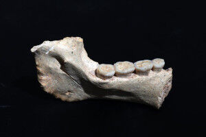 Early hominins from Morocco reveal an African lineage near the root of Homo sapiens