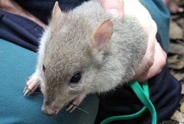 An Eastern bettong by Dr Adrian Manning.