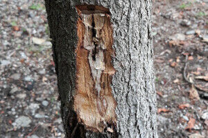 Oaks affected by two diseases at the same time