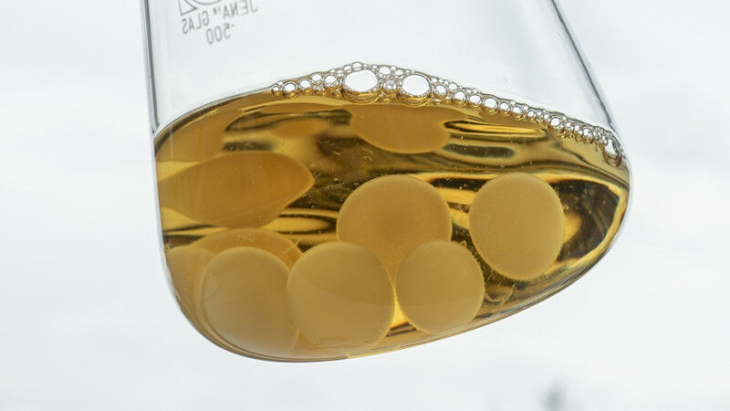 Fungi are still underresearched in the field of materials science. Image: Empa