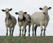 Public interest in animal welfare remains high, with widespread implications for