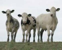 Emotions help animals to make choices