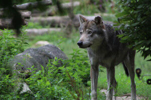 In Switzerland, wolves feed mainly on wild animals