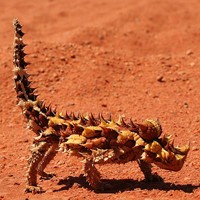 Thorny devil (Moloch horridus)