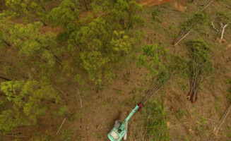 Environmental laws failing to slow deforestation