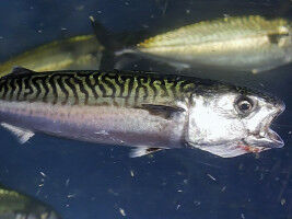 ERC Proof of Concept Grant for the University of Bonn