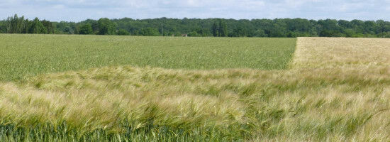 European project 'Pro-Wild' to protect and promote crop wild relatives launched