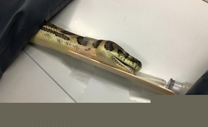 Proserpine Carpet Snake on the assessment table.