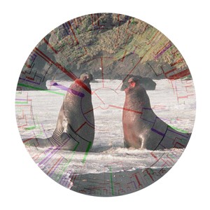 Fighting male
elephant seals with on the background the carnivoran phylogeny dis