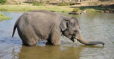 Expert insight: 'The Elephant Whisperers' payment controversy puts spotlight on documentaries