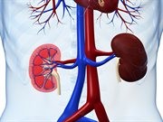 A picture of the kidneys