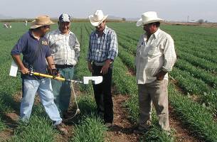 Farmer networks key to innovation in developing countries