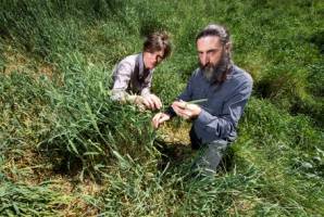 Farmers should pay for invasive weeds - researchers