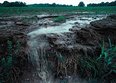 Rainfall runoff following fertilizer applications on farm fields can cause nutri