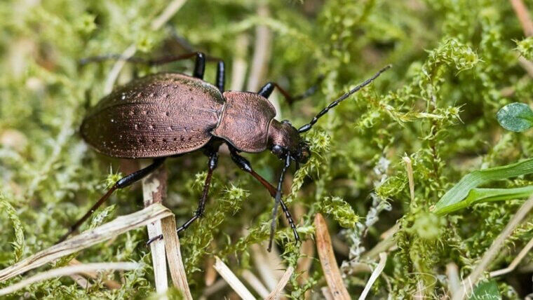 The mountain forest ground beetle (Carabus sylvestris) is becoming increasingly