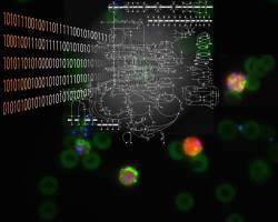 Fighting malaria through metabolism