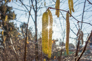 Flowering season in Vienna starts now: Hazel and alder cause increasing pollination