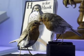 Who killed Cock Robin? Exhibits at Brighton&rsquo;s Booth Museum