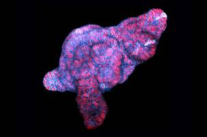 FMI is a partner in the new EU