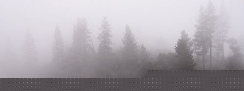 Redwoods
                poorly regulate their water use, and thus are highly s