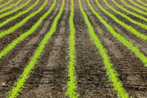 Food science expert: Genetically modified crops are overregulated