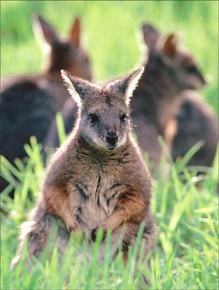 The Tammar Wallaby; manlier than man?