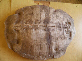 Fossil Find in Syria: Unknown Sea Turtle Discovered