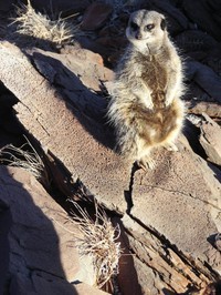 Wlady Altermann/University of Pretoria    A meerkat perches atop rocks bearing t