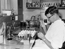 Professor Frank Fenner at work in his laboratory.