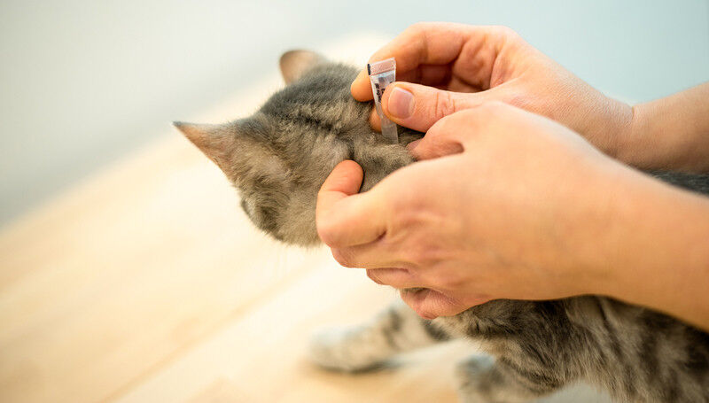 Flea and tick repellents for pets are the most likely sources of fipronil in Swi