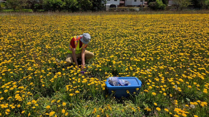 Hayden Epp working in a field of dandelions.