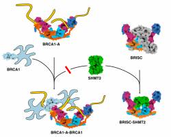 Function from structure: the double life of a DUB