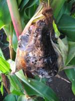 Fungi genes offer crop protection hope