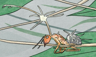 Fungus that turns ants into zombies falls prey to other fungi itself