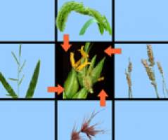 Genes may travel from plant to plant to fuel evolution
