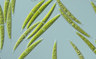 Genetic toolbox of plants in the conquest of the land