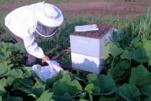 Geneva summer scholars study bees, tempeh, hummus