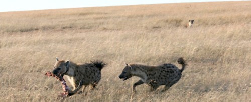 Giggles give clues to hyena's social status