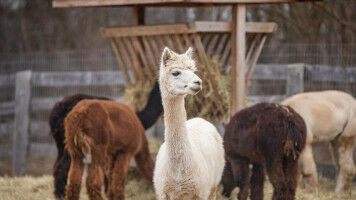 Giving alpaca waste new life
