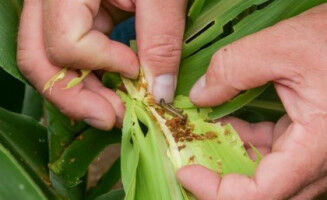 Giving farmers certainty to tackle a crop-eating pest