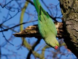 Global hotspots of established alien plants and animals revealed