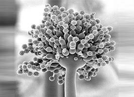 Governments lack effective policies on fungal disease, experts find