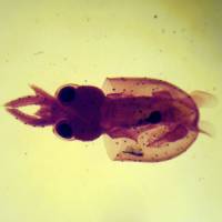 Grant Museum of Zoology opens The Micrarium - a place for tiny things