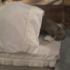 Adorn My Sleep  by Sinobu Soejima. Kiwi specimen, cotton, 2013.