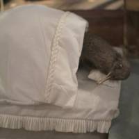 Grant Museum taken over by artists for Sculpture Season