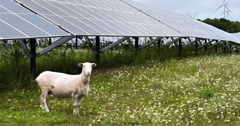 Western  Joshua Pearce collaborated with professional shepherd Rafael Lara on a 