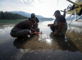 Growing pains? SFU research tracks 100 years of salmon adaptation to climate change