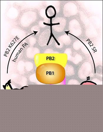 The
					    sequence of the three subunits of the influenza virus polymerase
		
