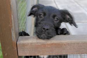 Have you rehomed a dog in the last six months?